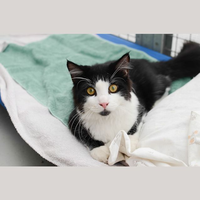 Photo of Oreo