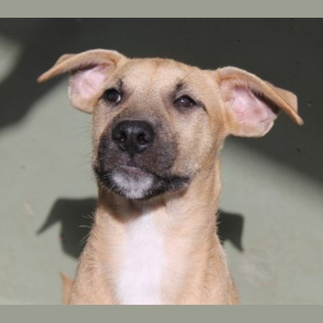 Photo of Scout