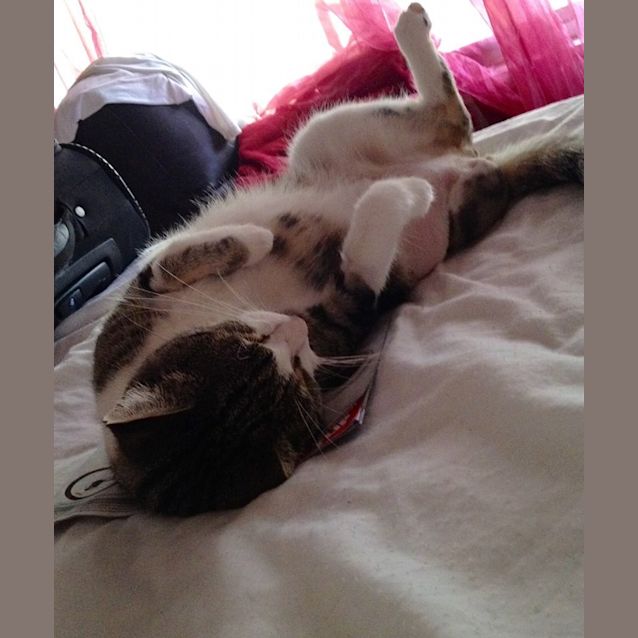 Photo of Tildi (Tripod)
