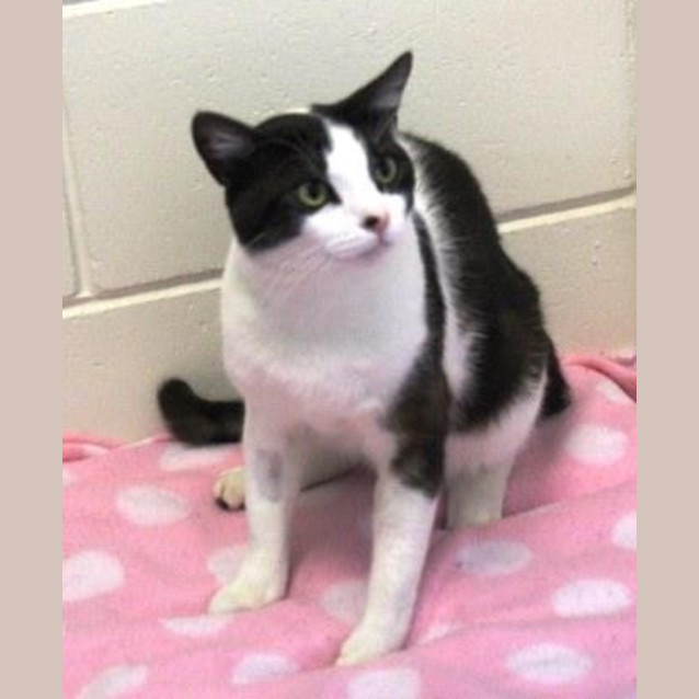 Photo of Checkers
