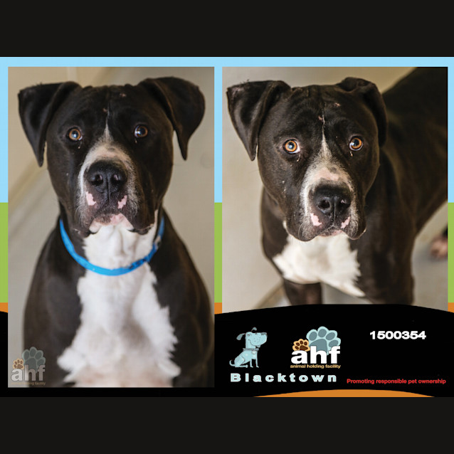 Photo of Bruiser ~ #1500354
