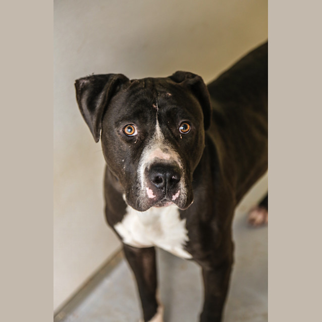 Photo of Bruiser ~ #1500354