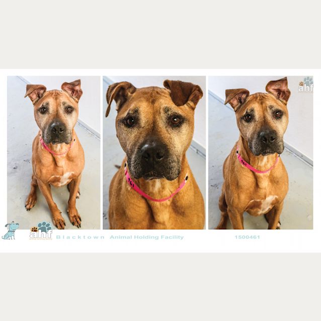 Photo of Brandy ~ #1500461