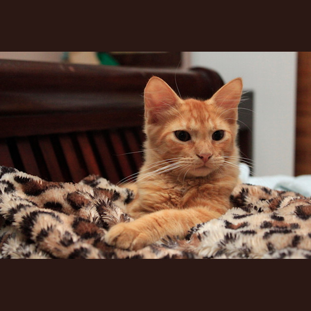 Photo of Scooter
