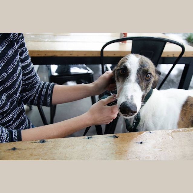 Photo of Cat Tolerant "Pearl".  Brisbane & Gold Coast