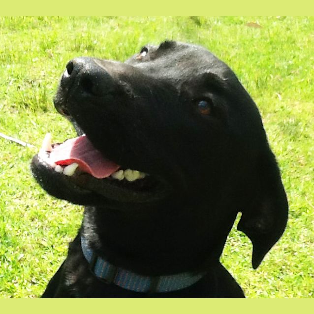 Photo of Chase