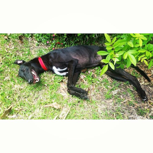 Photo of Everyone Loves "Spike".  Brisbane & Gold Coast