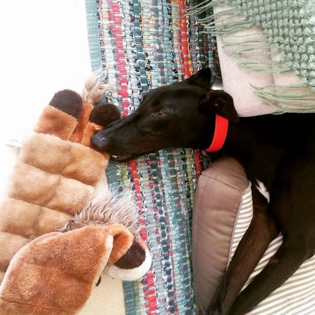 Photo of Everyone Loves "Spike".  Brisbane & Gold Coast