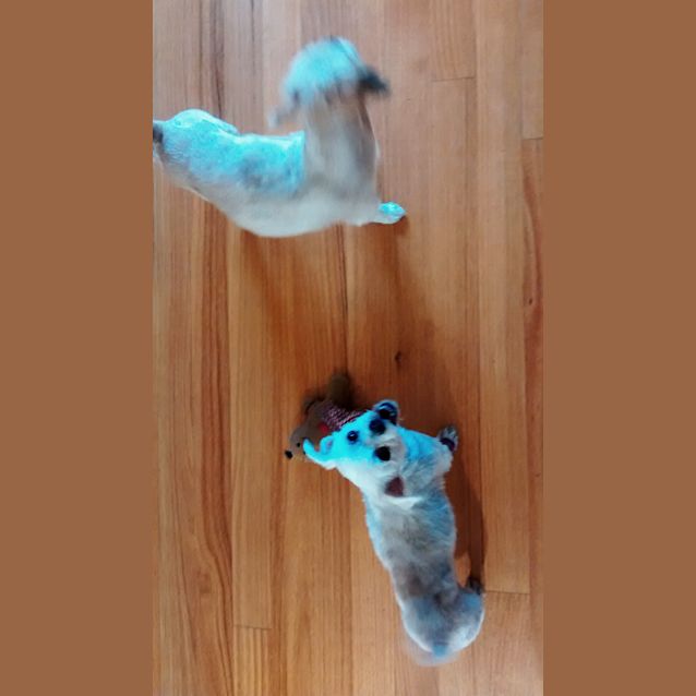 Photo of Rumi & Julie