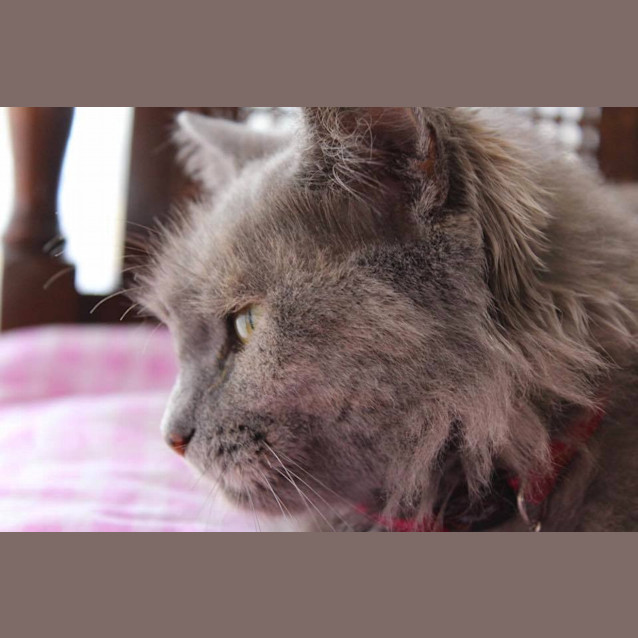 Photo of "Marquesa"   Purrfect Match