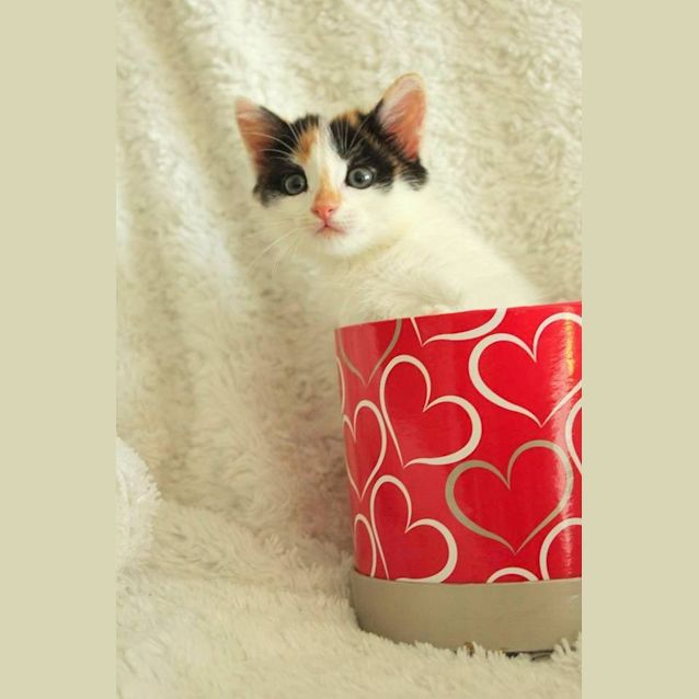 Photo of "Fleur"   Purrfect Match