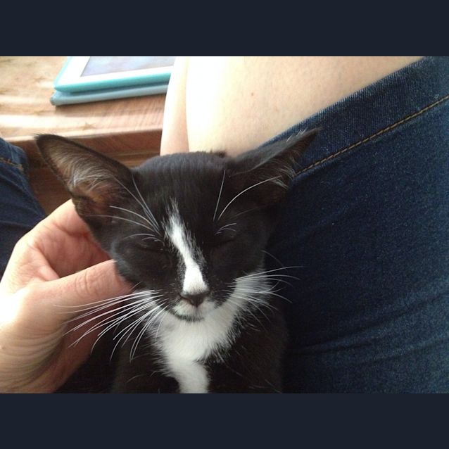 Photo of Manny (The Pet House, Westfield Tuggerah)
