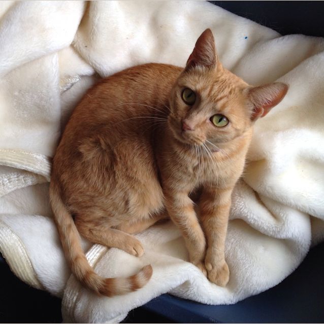 Photo of Lana (The Pet House, Westfield Tuggerah)