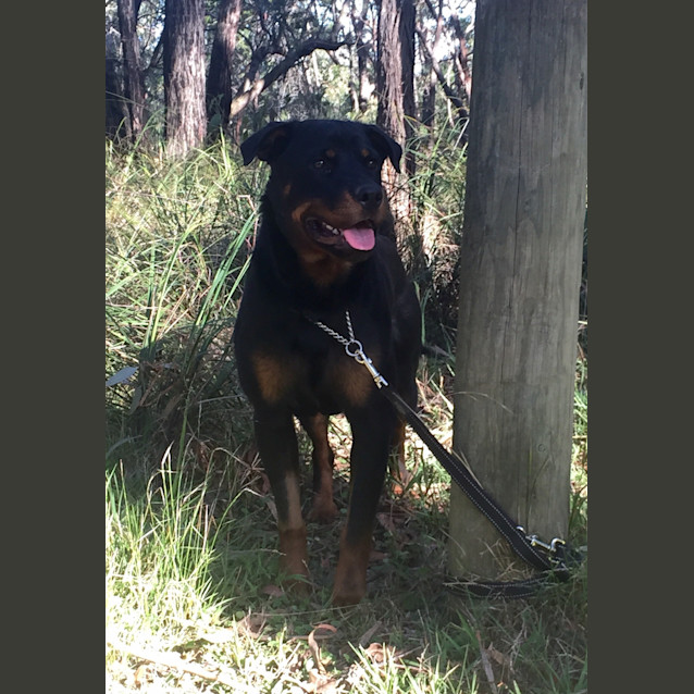 Photo of Pepper