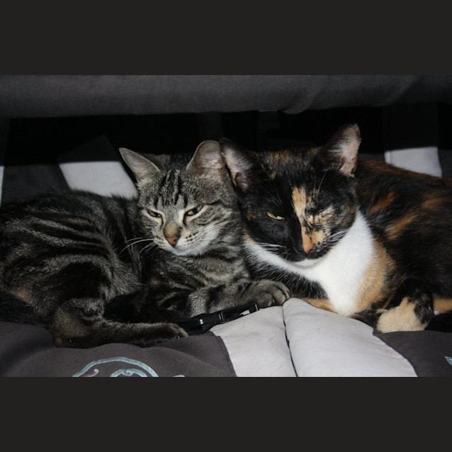 Photo of Bell Ec0110