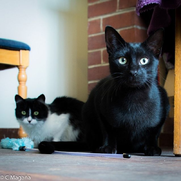 Photo of Henry (Ec0031)