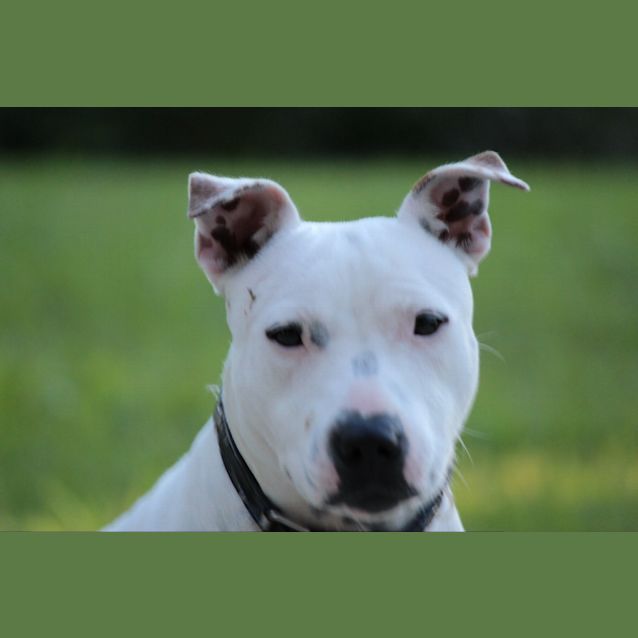 Photo of Roxy