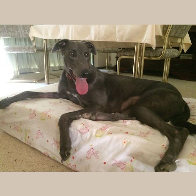 Photo of "Buggsy". Handsome & Cat Tolerant! Melbourne