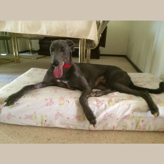 Photo of "Buggsy". Handsome & Cat Tolerant! Melbourne