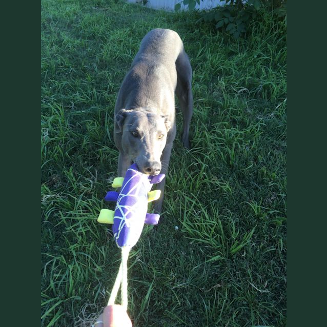 Photo of "Buggsy". Handsome & Cat Tolerant! Melbourne