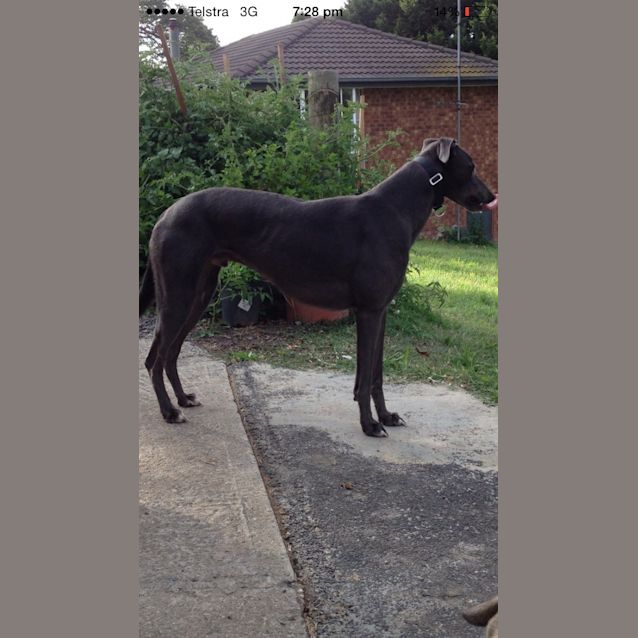 Photo of "Buggsy". Handsome & Cat Tolerant! Melbourne