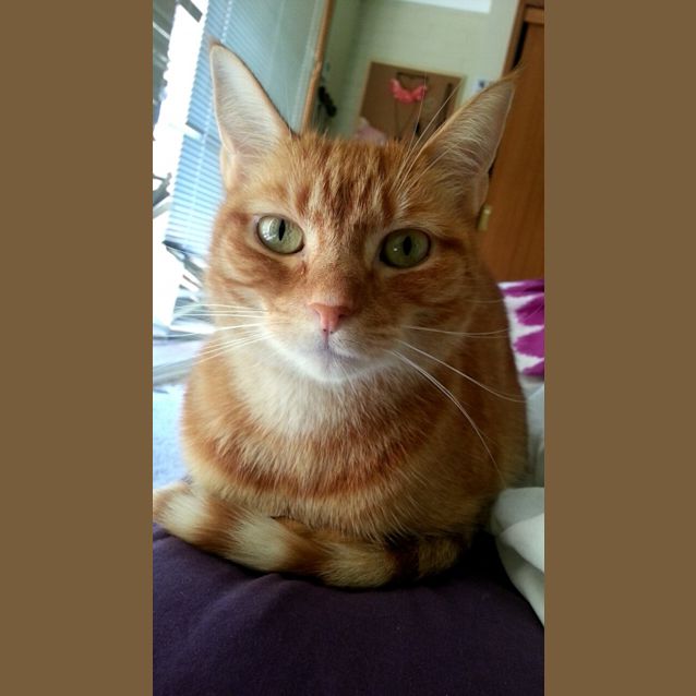 Photo of Sadie