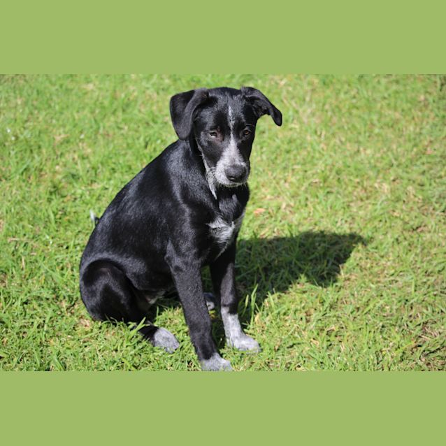 Photo of Gypsy