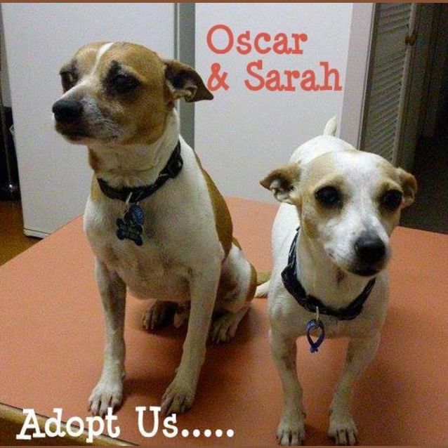 Photo of Oscar & Sarah ~ Friendly Foxy Pair