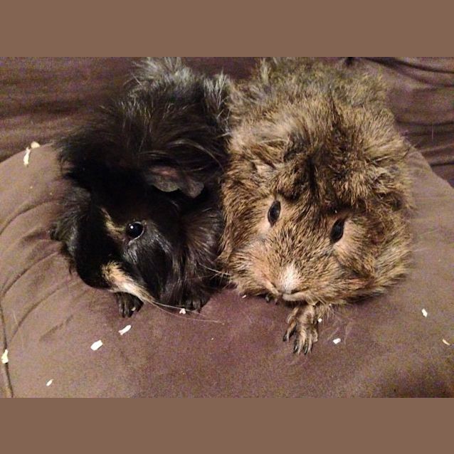 Photo of Nutty And Scruff