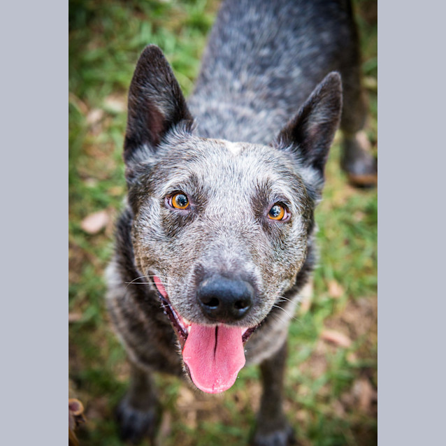 Photo of Boomer ~ #1501179