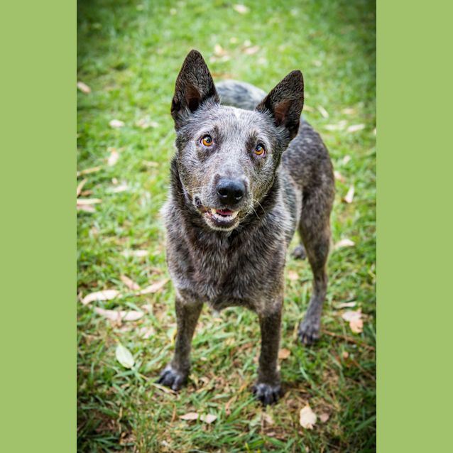 Photo of Boomer ~ #1501179