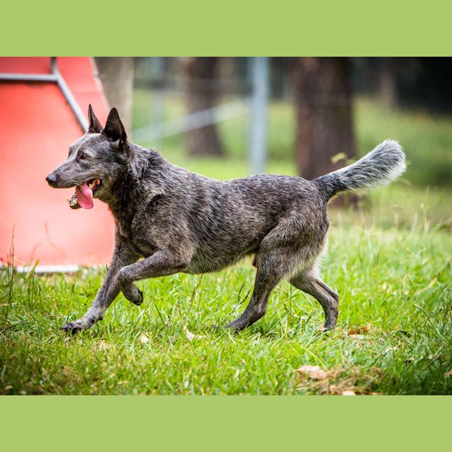 Photo of Boomer ~ #1501179