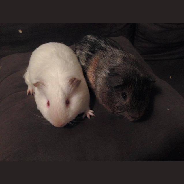 Photo of Conrad And Oakley