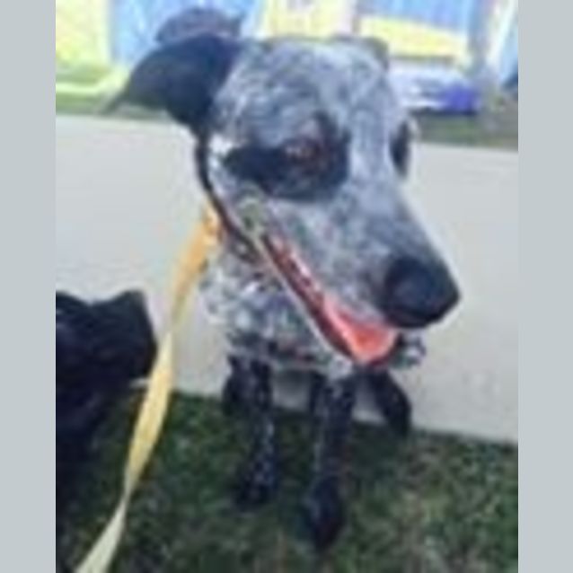 Photo of Ralph (Adoption Pending)