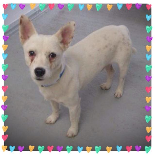 Photo of Murphy ** Such A Sweet Little Man **
