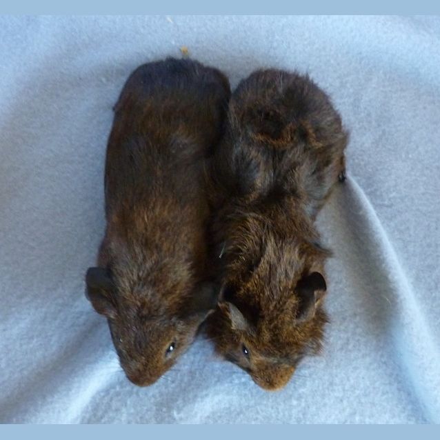 Photo of Dex And Echo