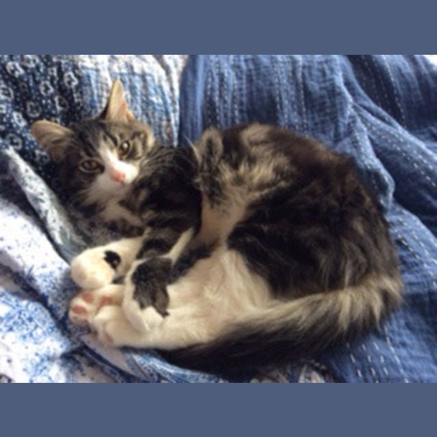 Photo of Gizmo