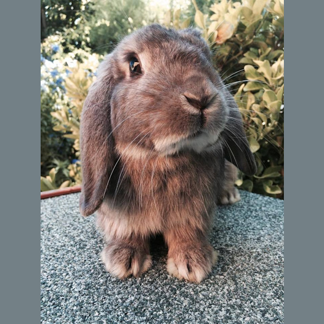 Photo of Turbo! Male Bunny After A Home!