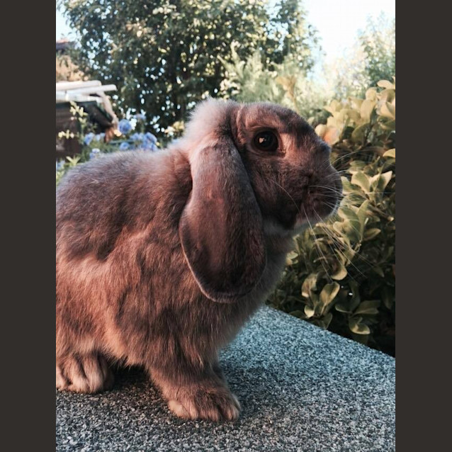 Photo of Turbo! Male Bunny After A Home!