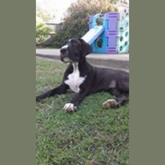 Photo of Rama (Adoption Pending)