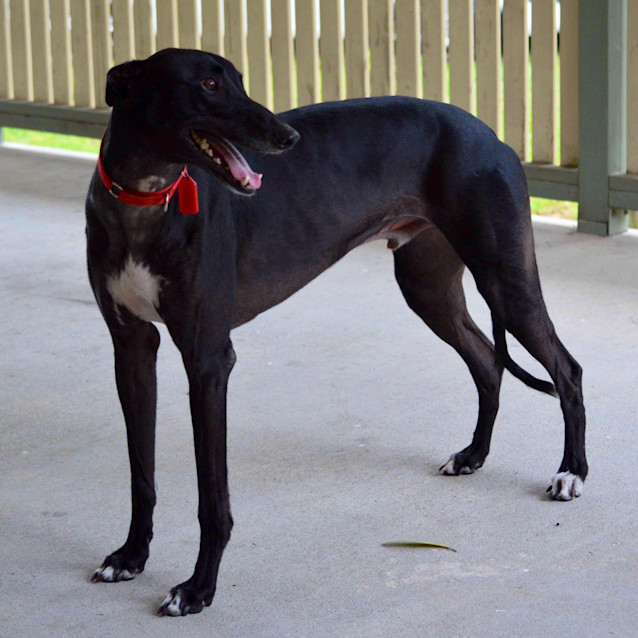 Photo of Harley Is Checking Out His New Home