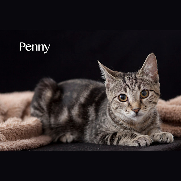 Photo of Penny
