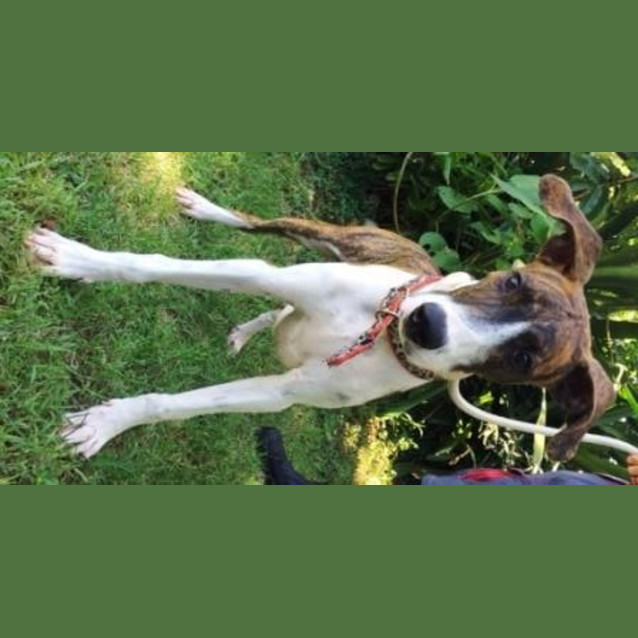 Photo of Dougal
