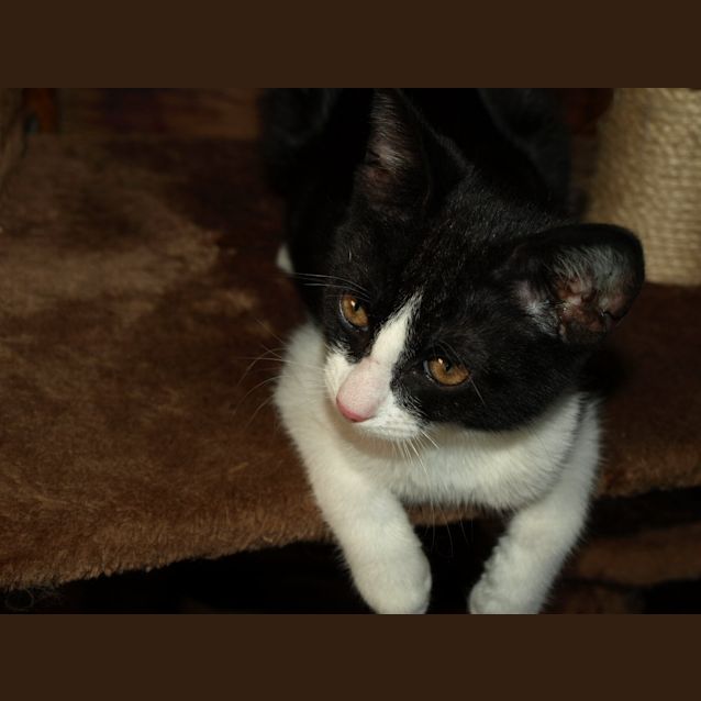Photo of Ozzie