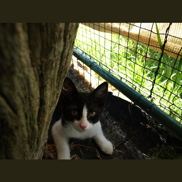 Photo of Ozzie
