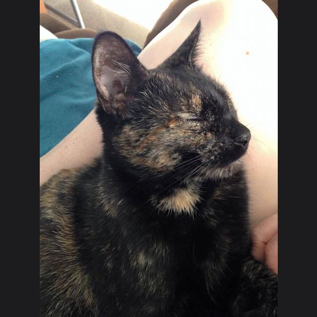 Photo of Uma Adoption Fee $150.00