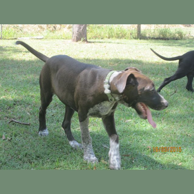 Photo of Tia (Adoption Pending)