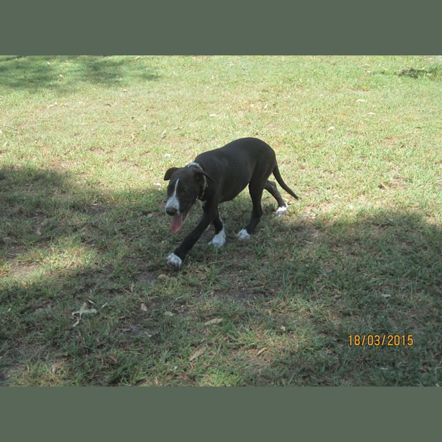 Photo of Winston (Adoption Pending)