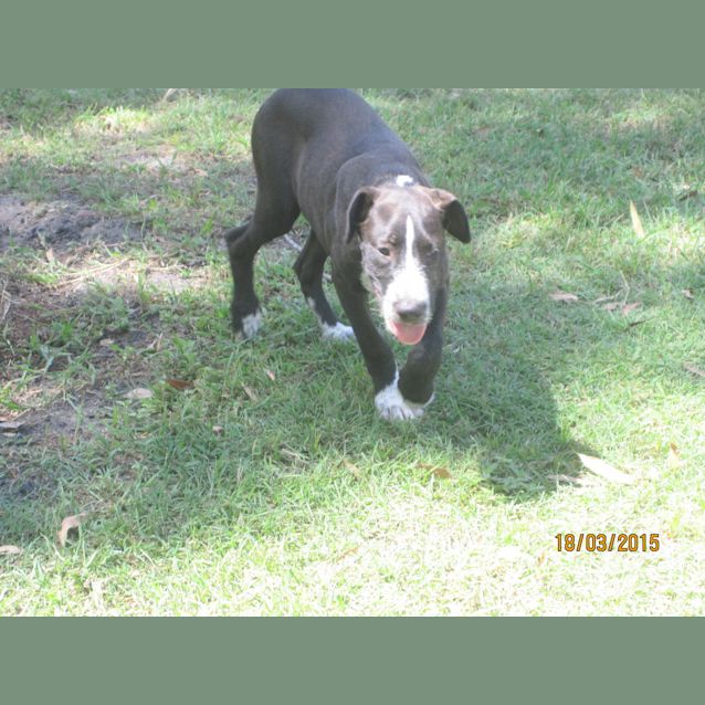 Photo of Winston (Adoption Pending)