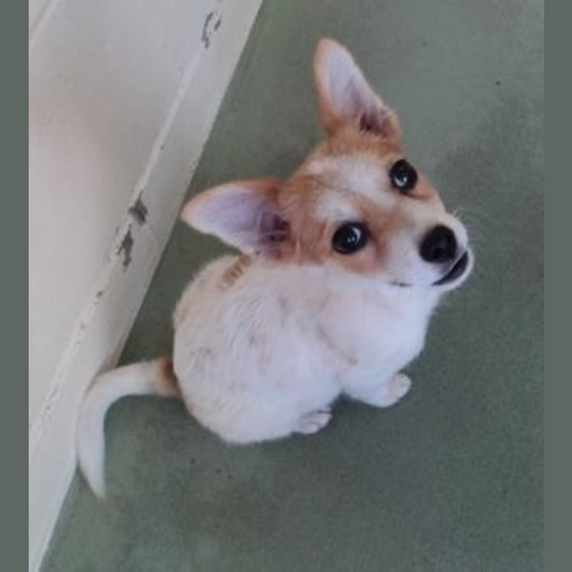 Photo of Pee Wee